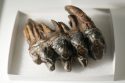Mastodon Tooth