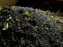 Wine Grape Glut