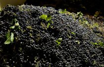Wine Grape Glut