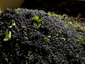 Wine Grape Glut