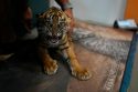 Greece Endangered Tigers