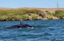 California River Humpback Whale