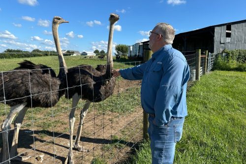 Alpha-Gal-Ostrich Meat