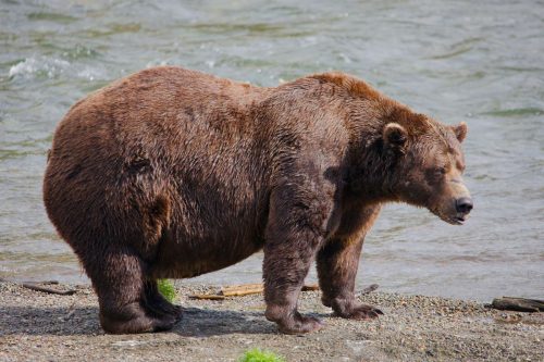 Alaska Fat Bear Week