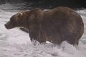 Alaska Fat Bear Week
