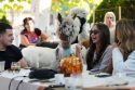 Serbia Alpaca Bar