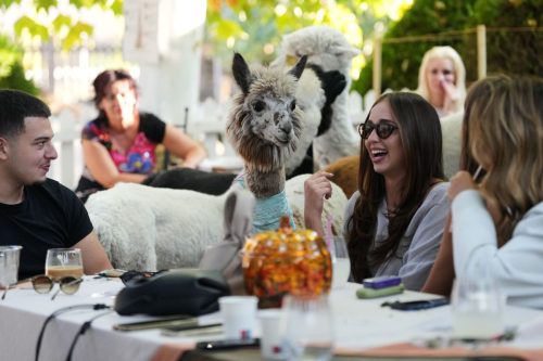 Serbia Alpaca Bar