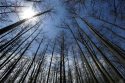 US-Forest Service Relocating