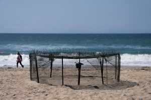 Rare Turtle Nests