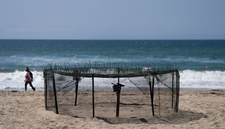 Rare Turtle Nests