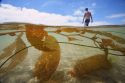 California Kelp Farm
