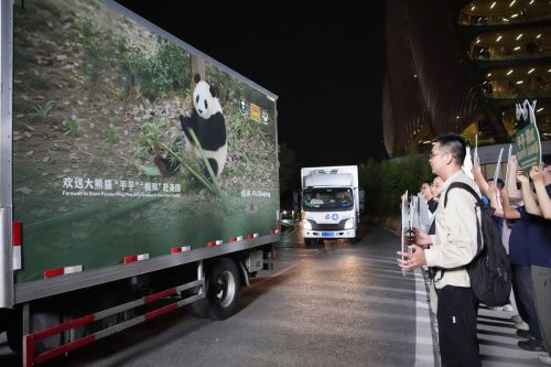 China US Pandas