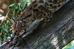 Bolivia New Cat Species