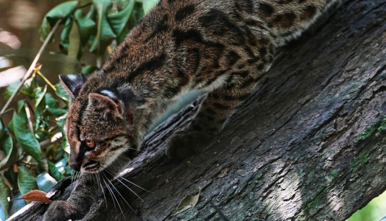 Bolivia New Cat Species