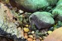 Endangered Frog Nursery