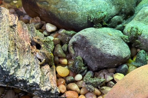 Endangered Frog Nursery