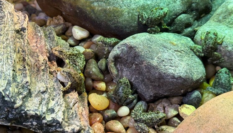 Endangered Frog Nursery