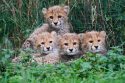 APTOPIX Czech Republic Baby Cheetahs