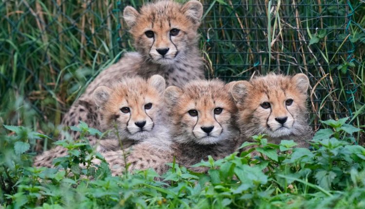 APTOPIX Czech Republic Baby Cheetahs