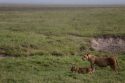 Tanzania-Dead Lions