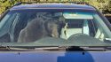 Drought Bear Trouble 1