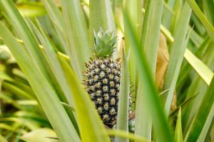 Burkina Faso Pineapples