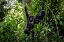 Uganda-World-Gorilla-Day