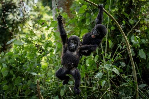 Uganda-World-Gorilla-Day