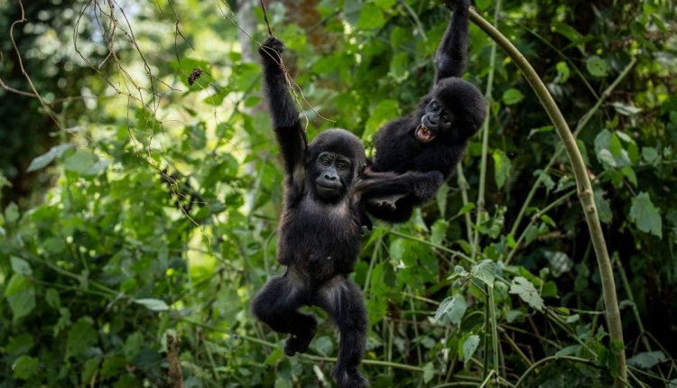 Uganda-World-Gorilla-Day