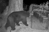 Bear sighting behind the Mother Lode Fairgrounds in Sonora