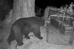 Bear sighting behind the Mother Lode Fairgrounds in Sonora