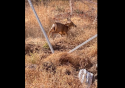 Buck entangled in Summerville Soccer Net