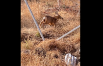 Buck entangled in Summerville Soccer Net