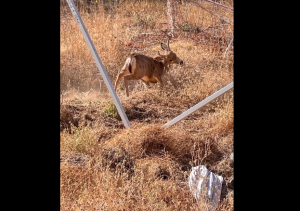 Buck entangled in Summerville Soccer Net