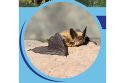 CDPH bat photo