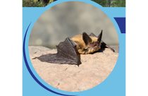 CDPH bat photo