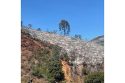 Colorado Fire burn scar near Midpines—CAL FIRE photo