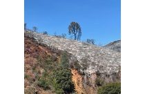 Colorado Fire burn scar near Midpines—CAL FIRE photo