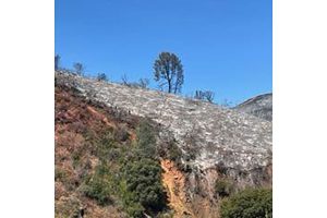 Colorado Fire burn scar near Midpines—CAL FIRE photo