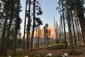 Dome Fire from Wawona Road—Photo by NPS
