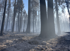 Dome Fire in Yosemite - NPS Image