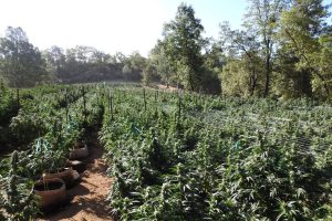 Marijuana plant found on the property during the raid—CCSO photo