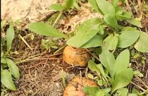 Mushrooms in the forest—STF photo