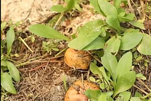 Mushrooms in the forest—STF photo