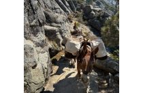 Pack mules assisting in bringing key provisions for firefighters working the Dome Fire in Yosemite—Photo by US Forest Service