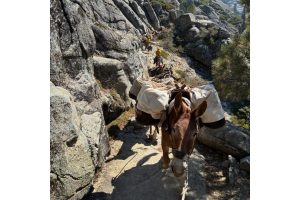 Pack mules assisting in bringing key provisions for firefighters working the Dome Fire in Yosemite—Photo by US Forest Service