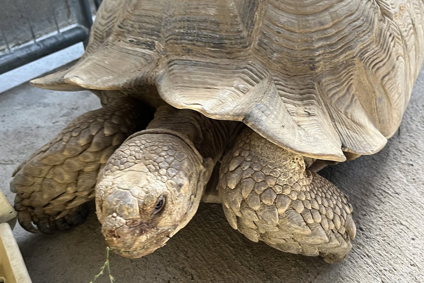 Two Runaway Pets Hope To Be Rescued By Owners