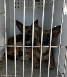 Dog turned over to Calaveras County Animal Services—CCAS photo