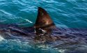 South Africa-Shark Attack