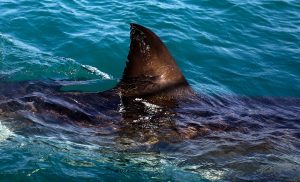 South Africa-Shark Attack